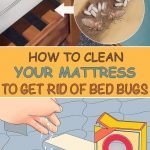 How To Clean Your Mattress To Get Rid Of Bed Bugs