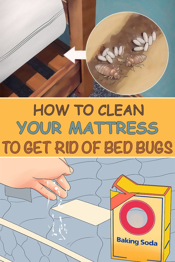 How To Clean Your Mattress To Get Rid Of Bed Bugs - Simple Tips